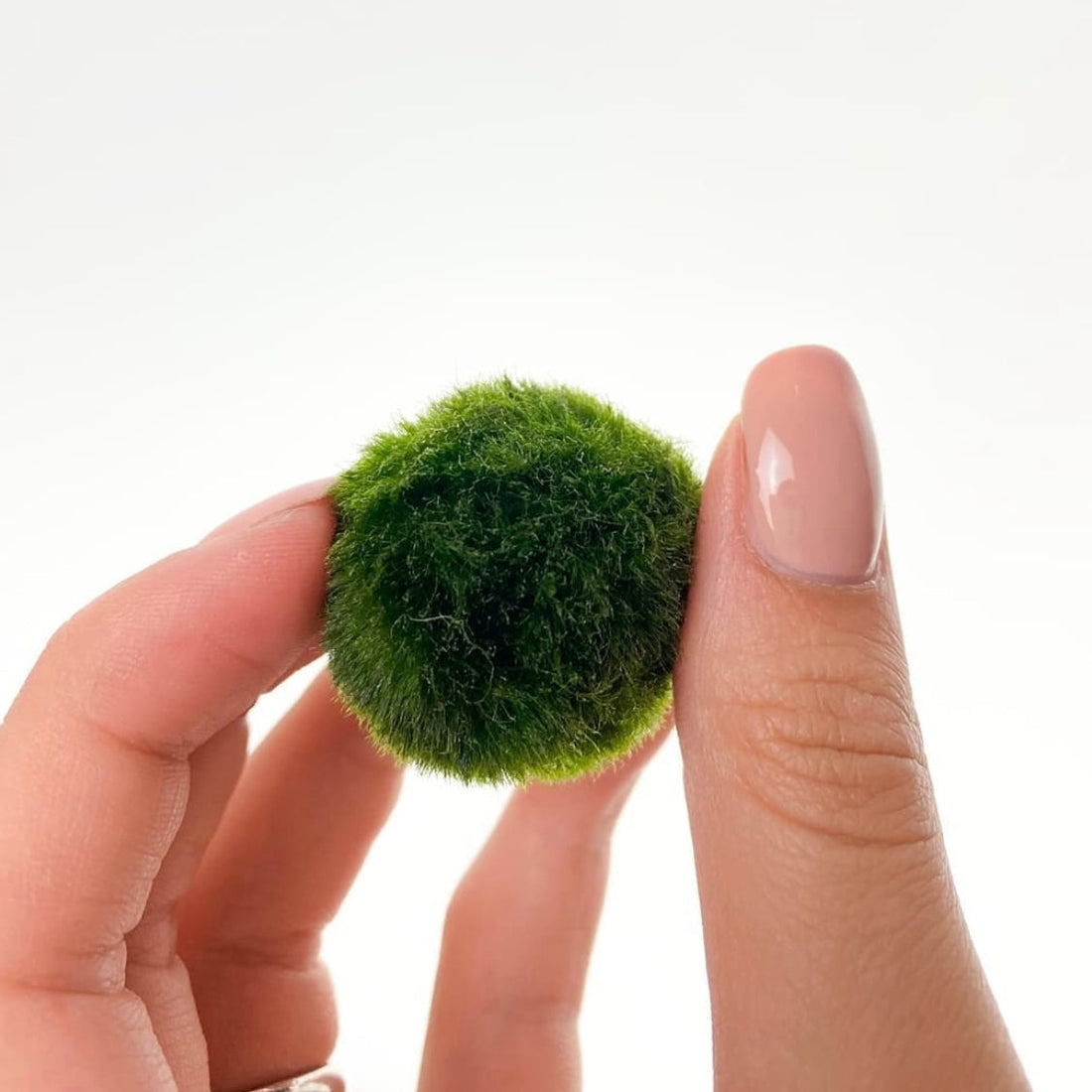 Marimo Collection The Poetry of Quiet Growth