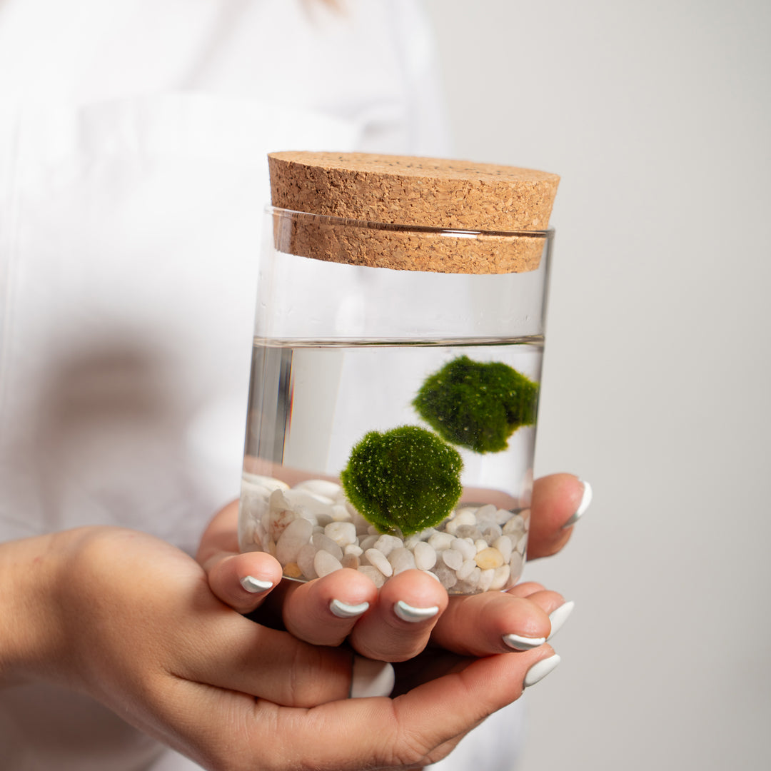 Marimo