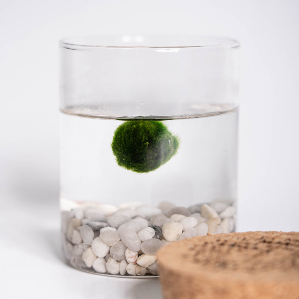 Marimo Original - Ideogram (Double)