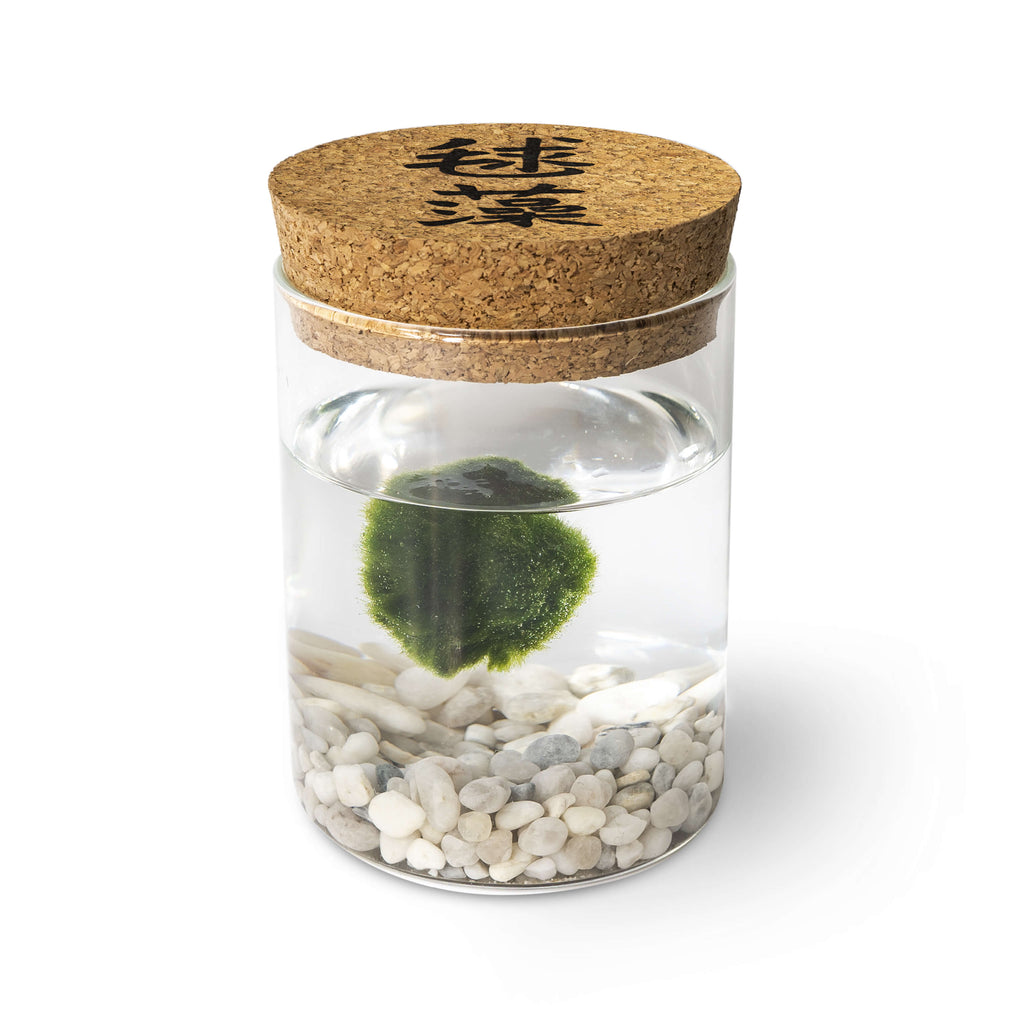 Marimo Original - Ideogram