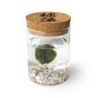 Marimo Original - Ideogram