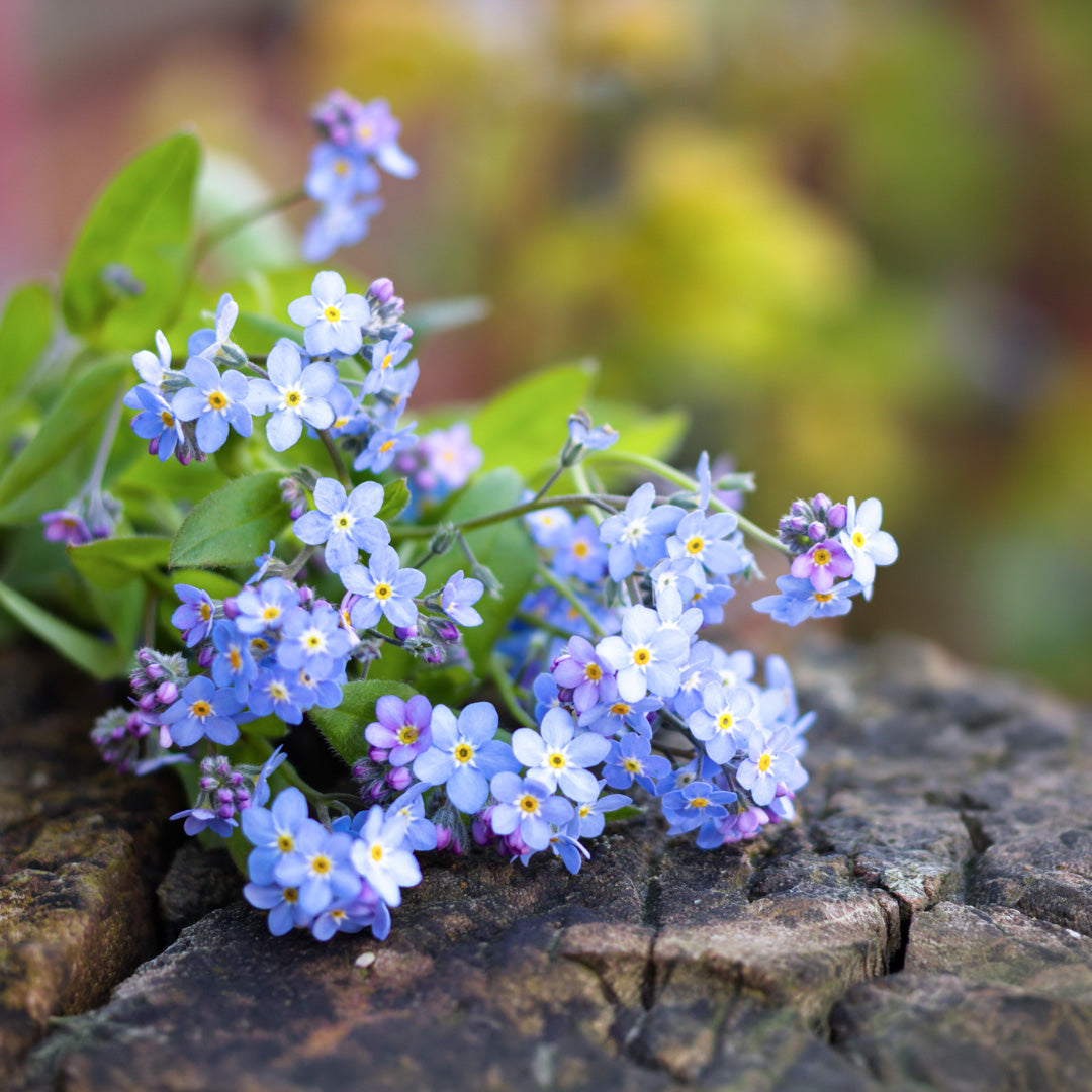 Forget-me-not Bracelet