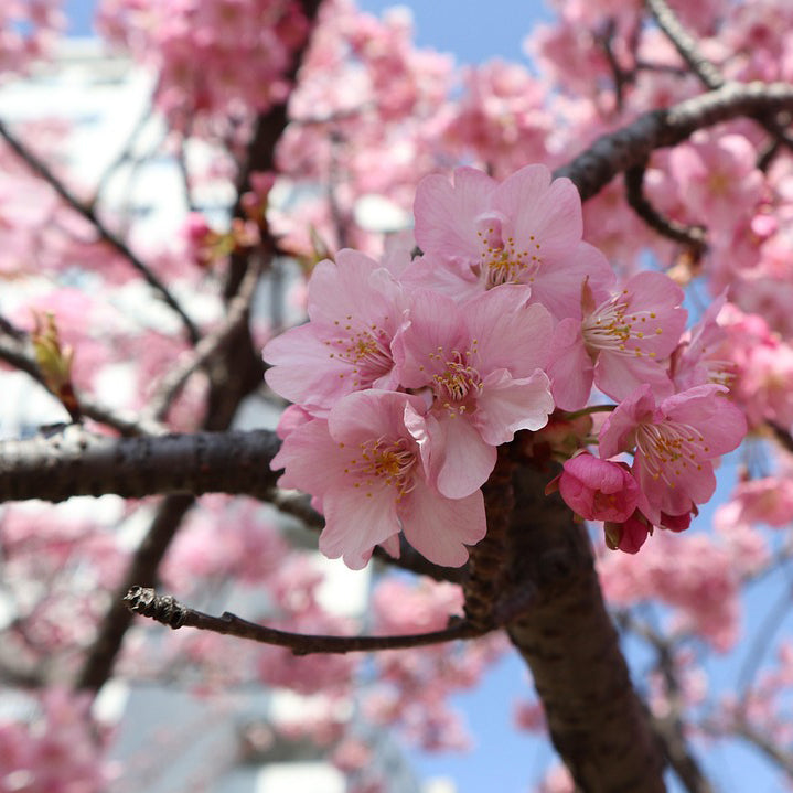 Hanami Cherry Blossom Bracelet