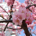 Hanami Cherry Blossom Bracelet