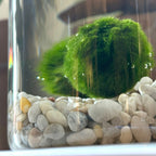 Marimo Original - Ideogram (Double)