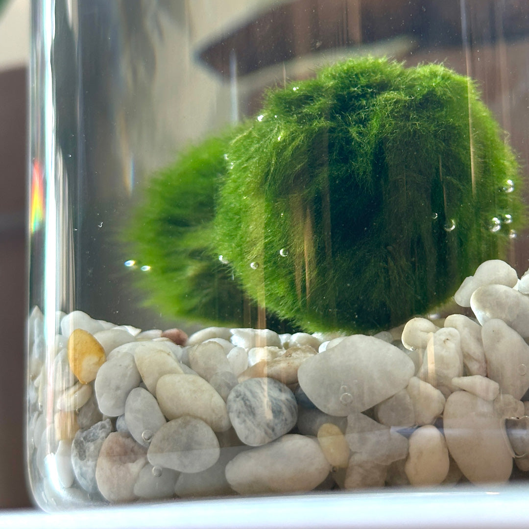 Marimo Original - Happiness