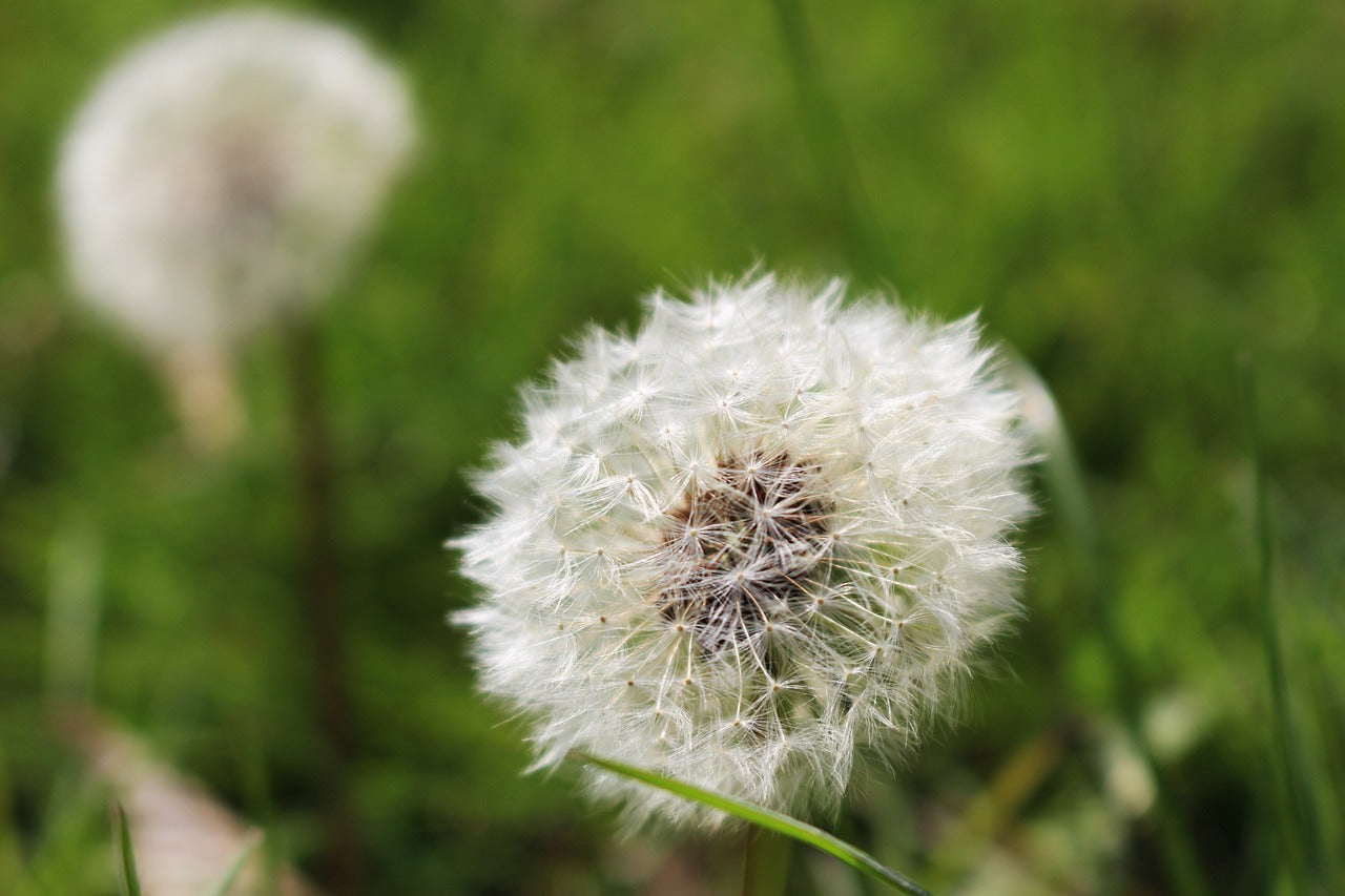 Dandelion Bracelet